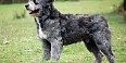 Cão Barbado da Terceira