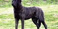 Cão Castro Laboreiro