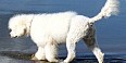 Cão de Agua Português