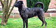 Cão de Fila de São Miguel