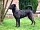 Cão de Fila de São Miguel
