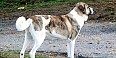 Cão de Gado Transmontano