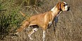 Cão Perdigueiro Português