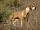 Cão Perdigueiro Português