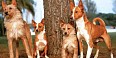 Cão Podengo Português