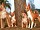 Cão Podengo Português