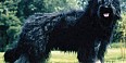 Cão Serra de Aires