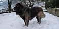 Cão Serra da Estrela