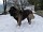 Cão Serra da Estrela